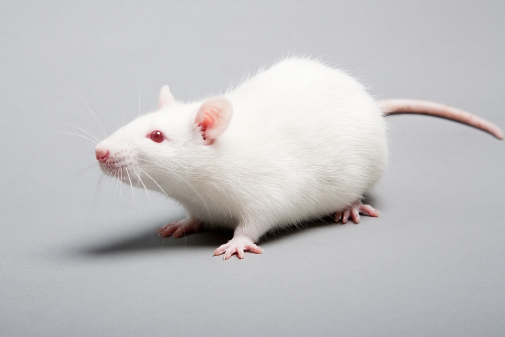 Preclinical animal studies: bad experiments cost lives - Students 4 Best  Evidence