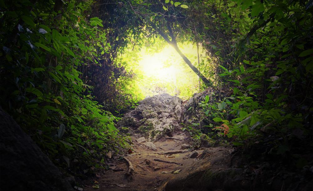 tunnel in wood