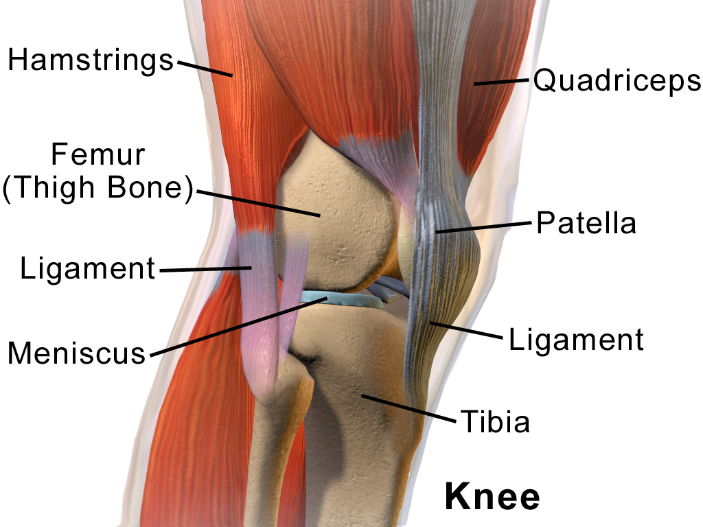 Picture of the knee anatomy with labels to explain different structures